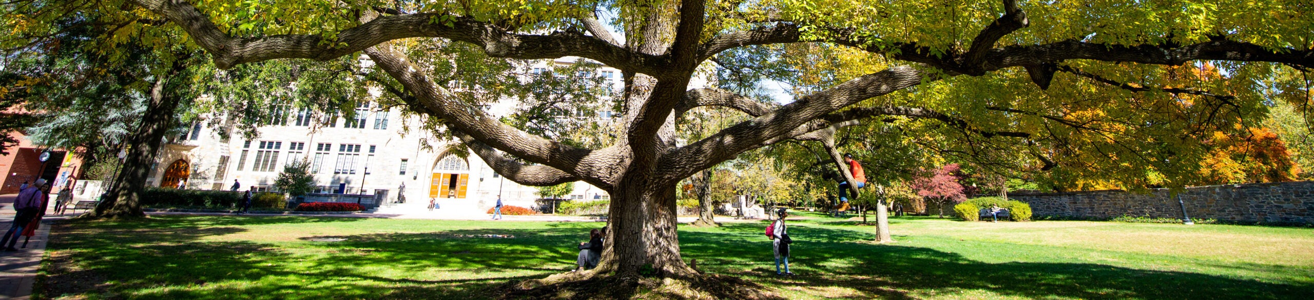 Ash tree on Copley Lawn at Georgetown University
