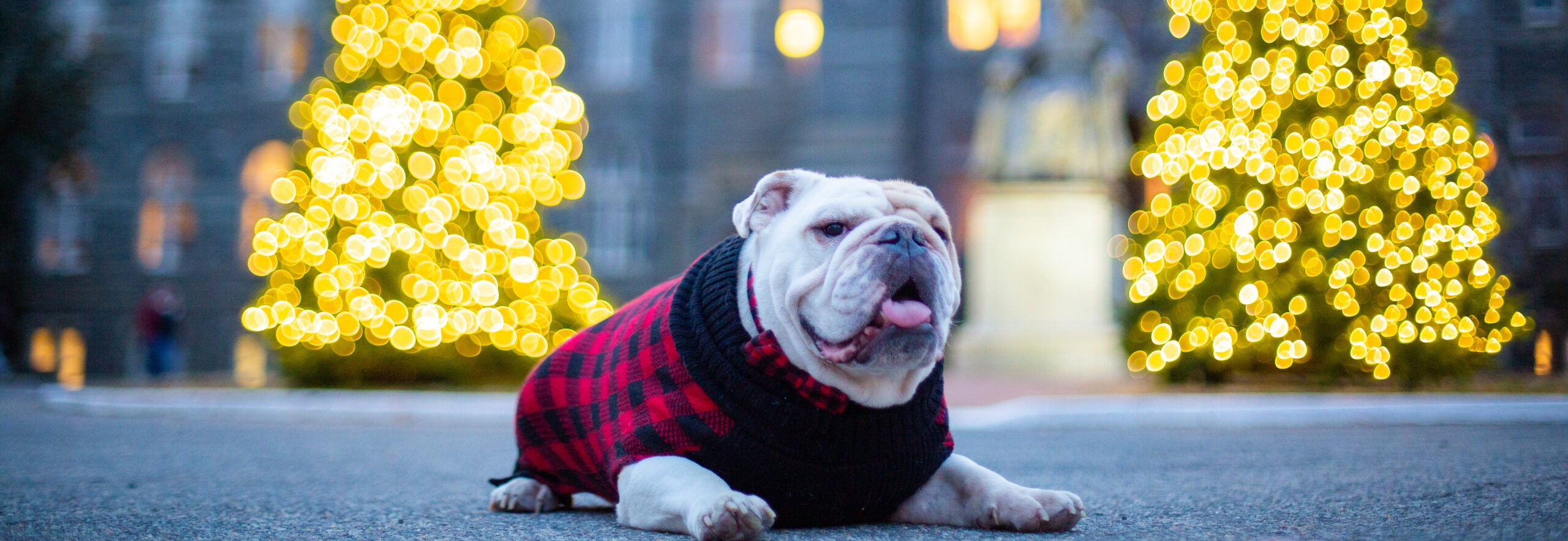 Jack the Bulldog in a snazzy sweater in front of some trees lit up for the holidays