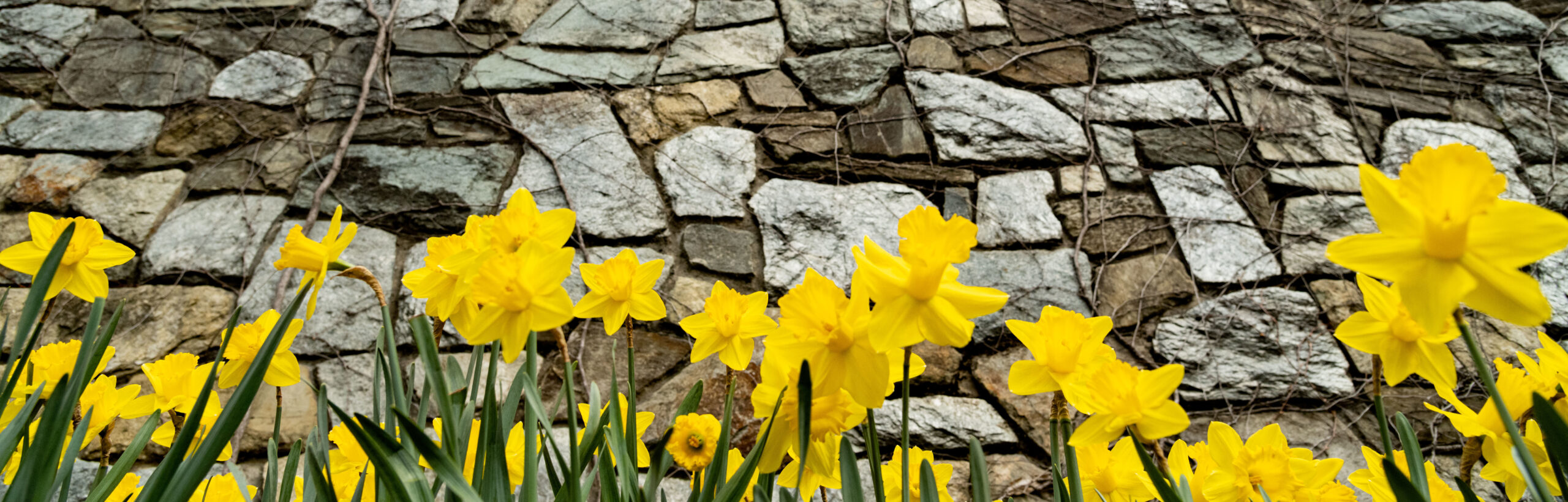 Daffodils in front of Georgetown Wall